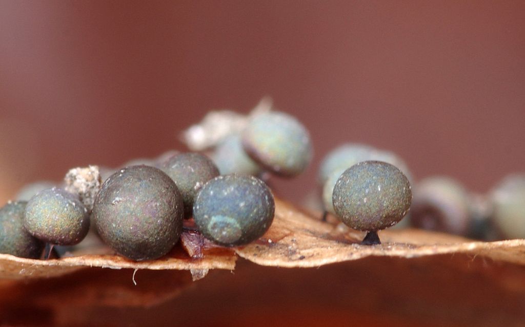 Lamproderma cristatum